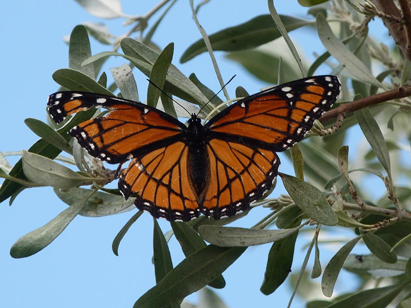 An image of a viceroy butterfly