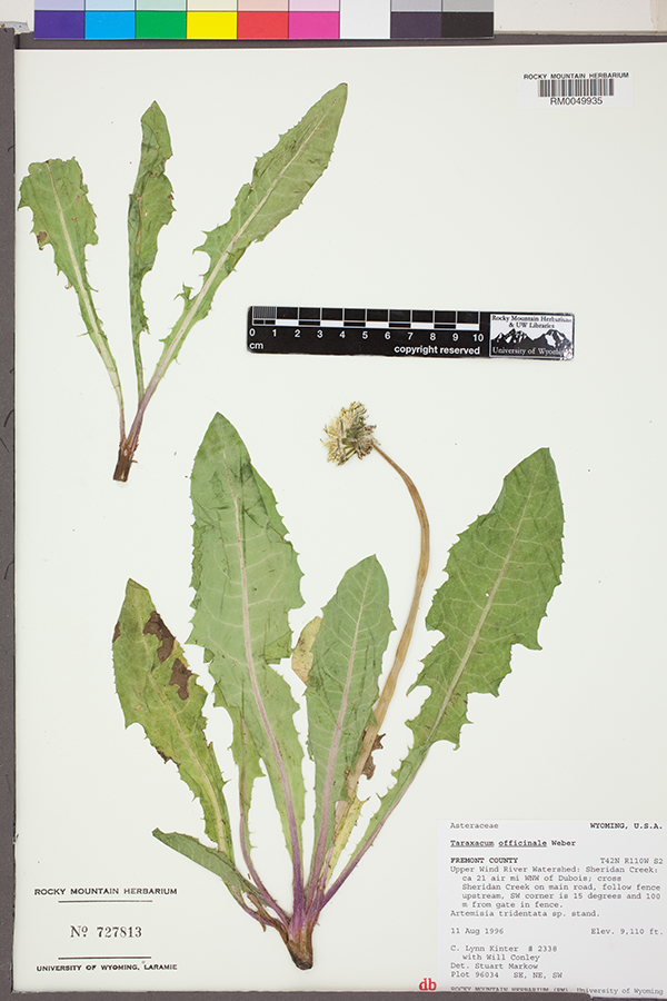 The image of a dandelion specimen from the Rocky Mountain Herbarium. 
