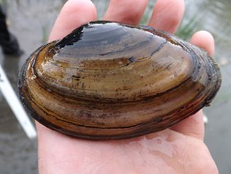 A picture of a mussel in a hand