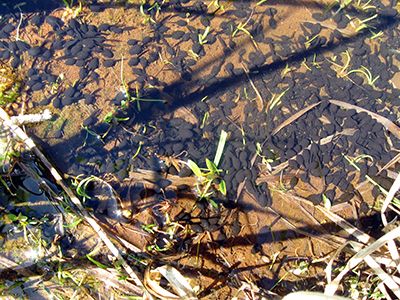 A school of Boreal tadpoles in shallow water