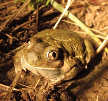 A photo of a Plains Spadefoot on the ground