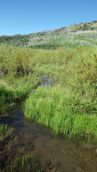 A photo of Wyoming Toad habitat