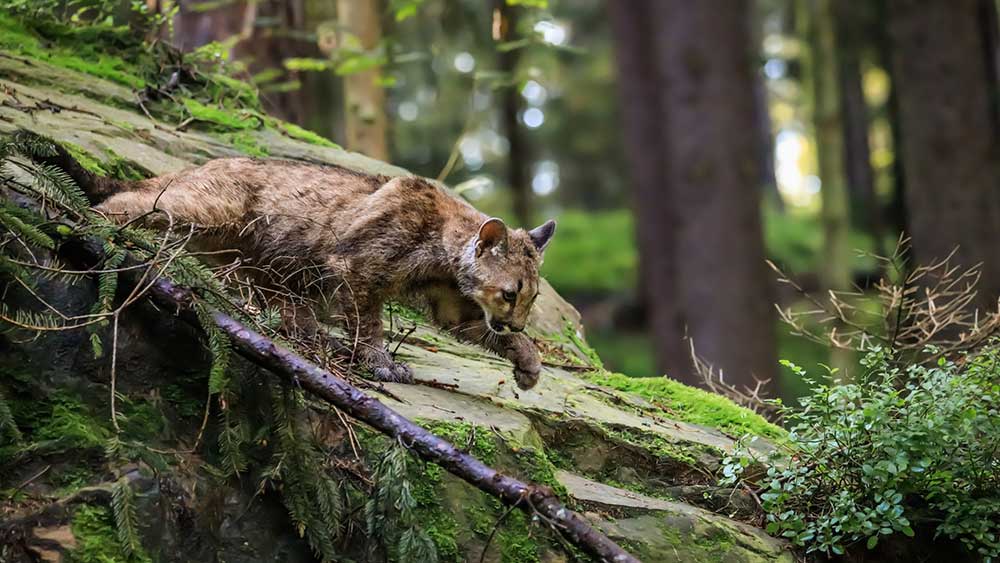 An image of a young male cougar on a reconnaissance expedition in its natural habitat. Known also as puma, mountain lion, red tiger and catamount. Puma concolor.