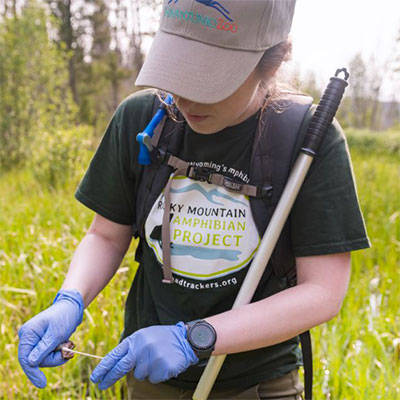 An image of a citizen scientist swabbing a leopard frog in the field. 