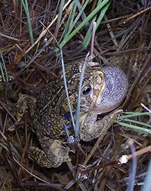 Image of a Wyoming Toad in some grass.