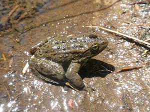 A Columbia Spotted Frog in mud. 
