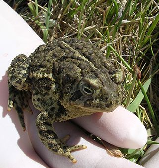 A photo of a Wyoming Toad