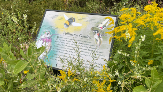 Pollinator garden image 2023.png