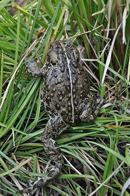 Image of a Boreal Toad climbing in some grass