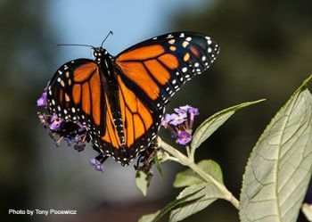 A photograph of a monarch butterfly